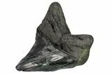 Fossil Megalodon Tooth - Pathological Tooth #168963-2